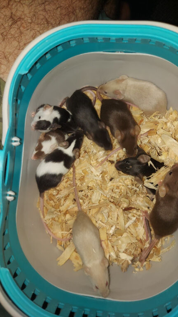 Fancy mice MALE