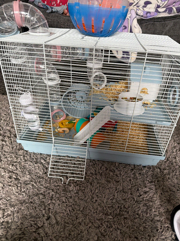Female hamster