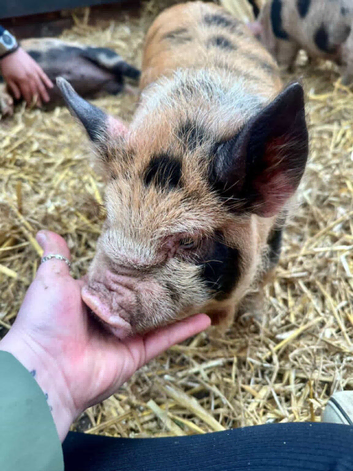 5 month old Kune Kune Weaners. 2 Boys and 2 Girls Ready To Leave NOW!