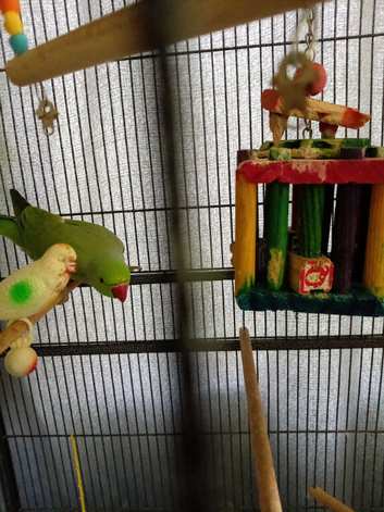 Indian ringneck