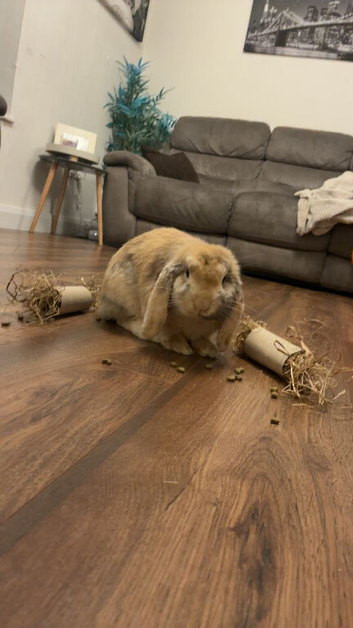 Mini lop male