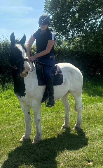 Bomprof 14.3 cob gelding