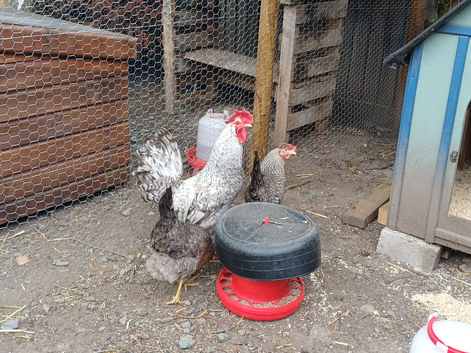Crested cream legbars