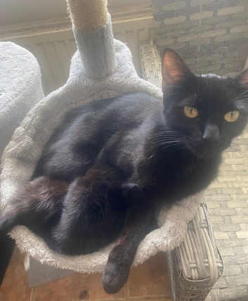 Beautiful black kitten