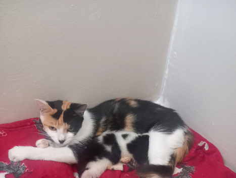 Kitten ready to leave