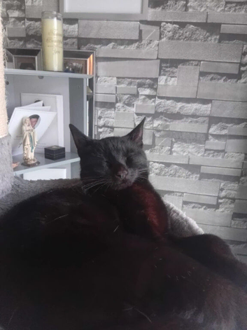 14 month old kitten