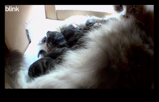 Fluffy fully Siberian kitten
