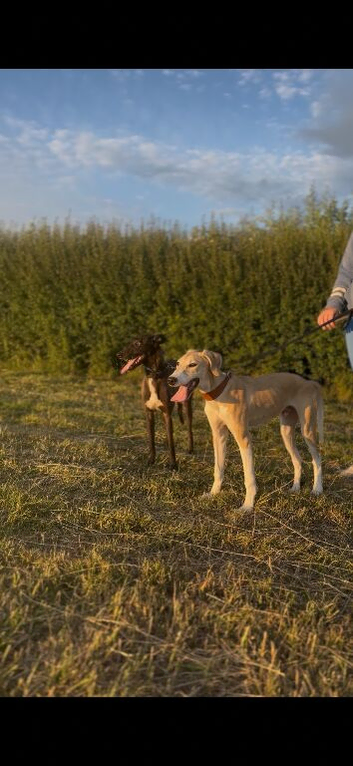 Saluki x greyhound dog pup