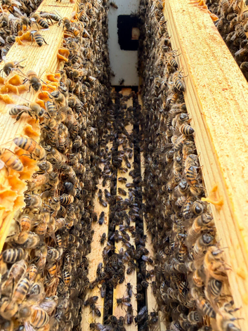 6 Frame Langstroth Nuc of Honeybees early Spring 2027