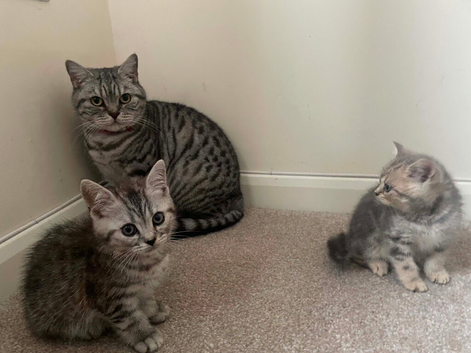 Silver Tabby British Shorthair kittens