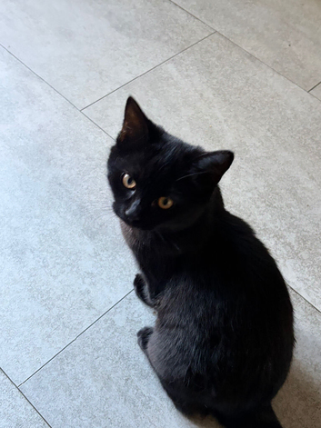 Black kitten