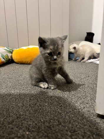Ragdoll x British Shorthair Kittens