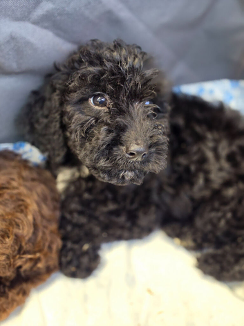 Last 3 Cockapoo puppies Ready now