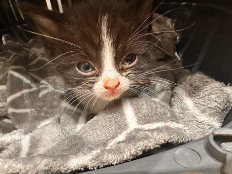Kittens for sale