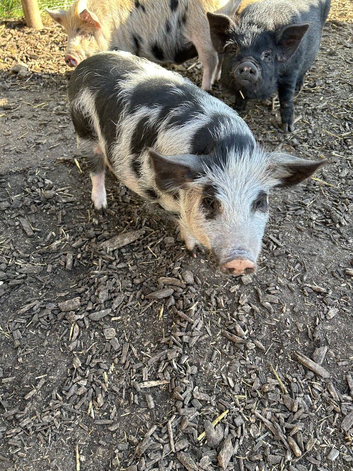 Kune Kune Weaners Ready To Leave Now. 6 Girls and 4 Boys. Low Price.