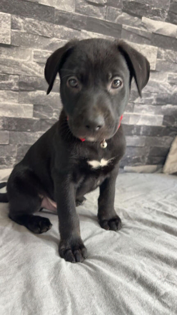 Pups for sale