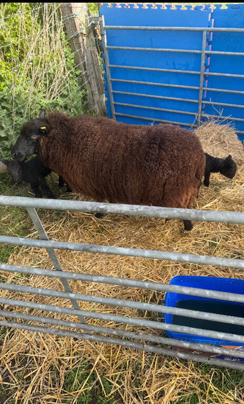 2 Wether lambs for sale