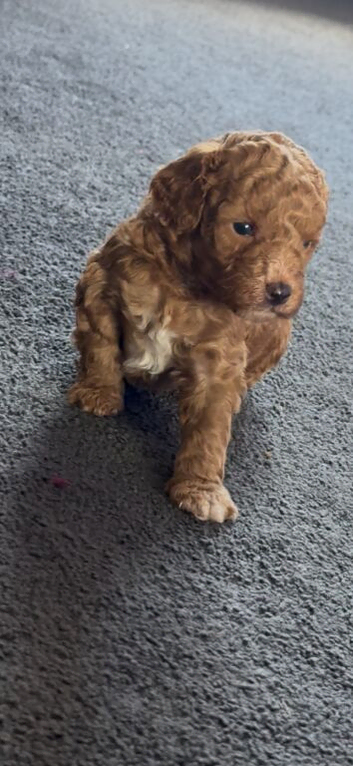 Miniature poodle puppies