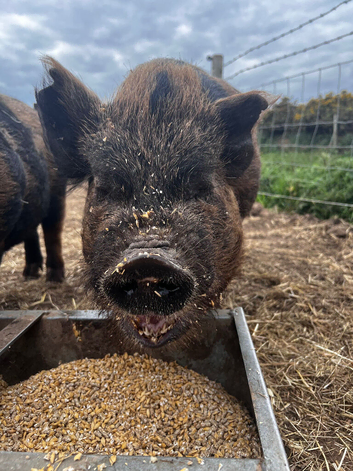 Intact 2 year old boar