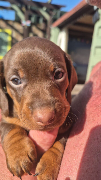1 x Adorable Miniature Dachshund Pup left !