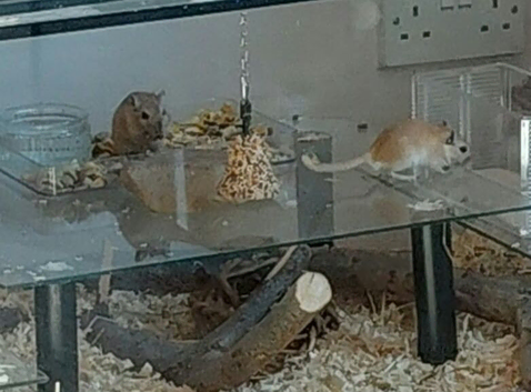 2 male gerbils