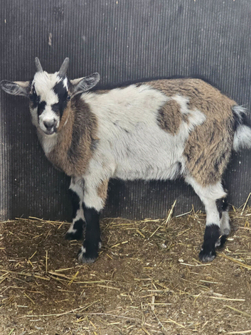 Pygmy female goats