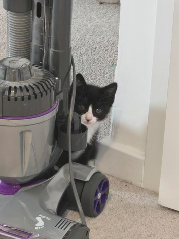 Kittens for sale