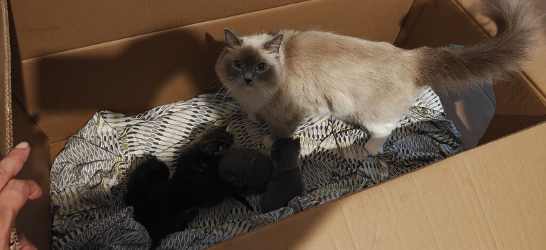 Half Ragdoll