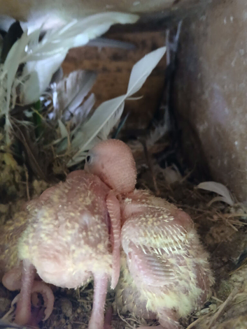 Baby lovebirds