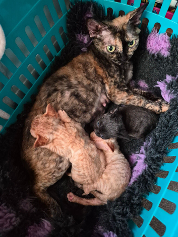 Devon rex kittens