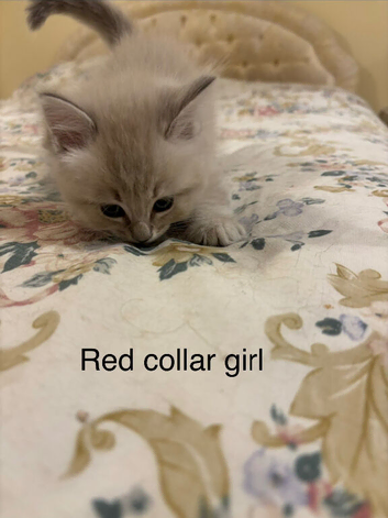 Rare Minks, Solids and traditional Ragdoll kittens