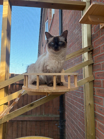 Beautiful Ragdoll Female Looking For Home