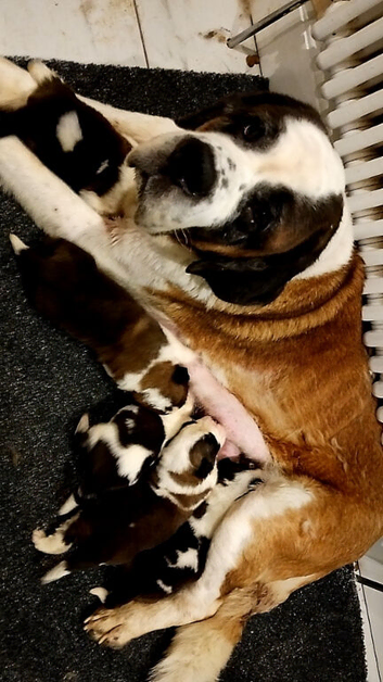 Beautiful saint Bernard puppies
