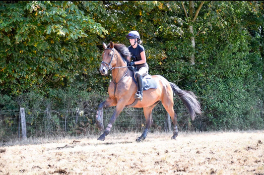 Wanted - Horse and ponies