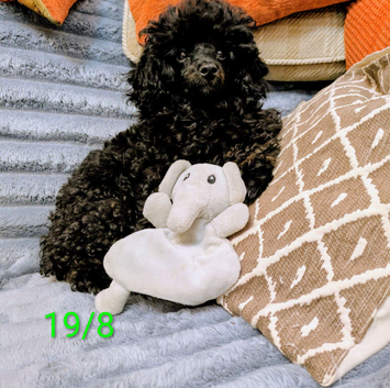 Toy poodle puppy last girl KC reg Fully Vac 18 wks old