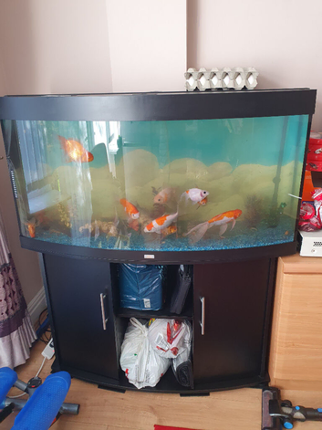 Goldfish
