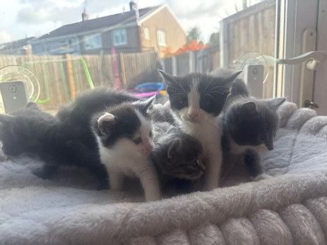 Beautiful fluffy mixed kittens