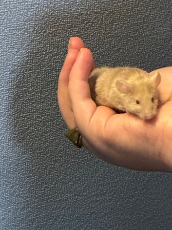 1 SIAMESE BOY & 1 FLUFFY CREAM BOY AVAILABLE