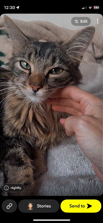 Black tabbie GIRL