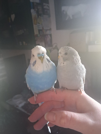 2 Male Budgies, Large Cage+Stand, Accessories