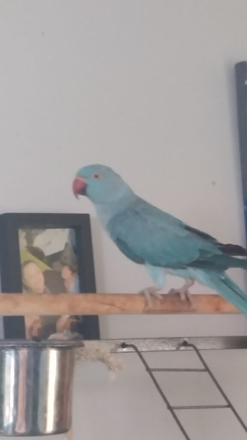 Blue female indian ringneck