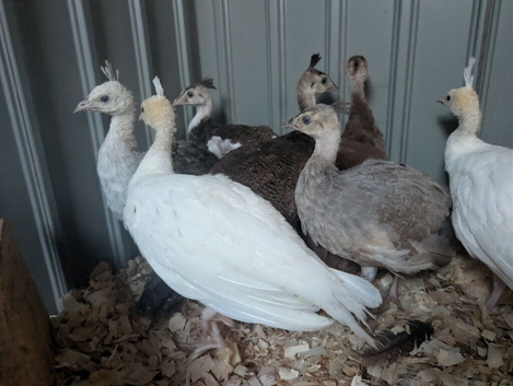 Beautiful peachicks for sale