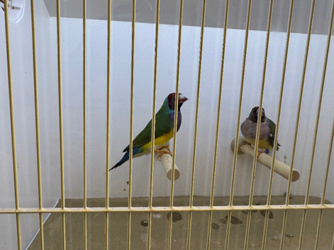 Pair of Gouldian Finches For Sale