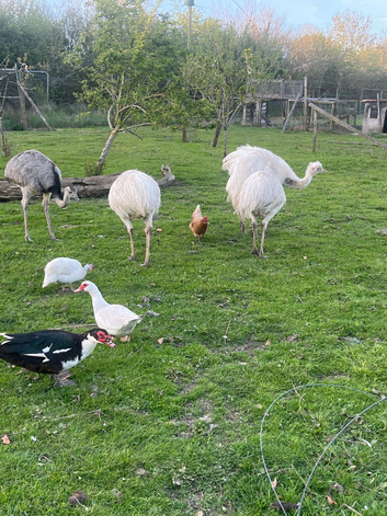 Rhea eggs for sale