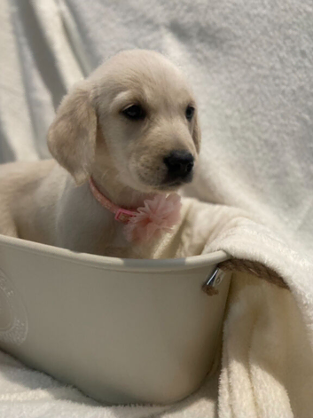 Goldador Puppies for sale