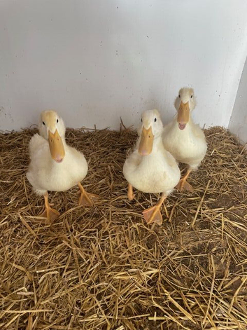 Ducklings due on April 30th. Indian Runners and Cherry Valleys - none available. Please contact me if you would like ducklings later this year