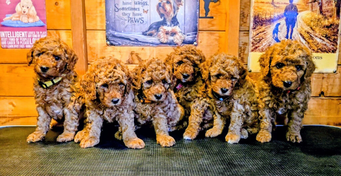 MINIATURE POODLE PUPPIES