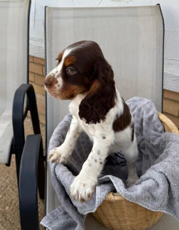 Cocker Spaniel Boy Seeking Forever Home.