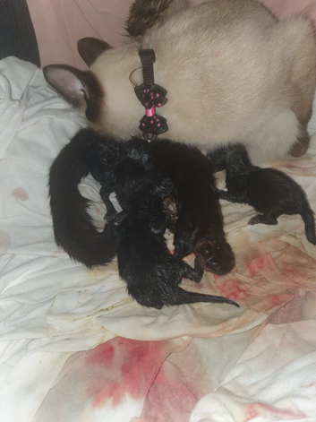 Kittens ready for new homes