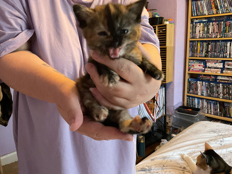 3 adorable kitties